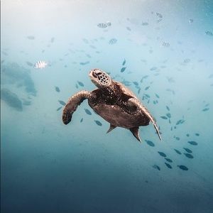 Meet your Posher, Dexter